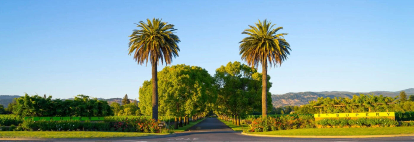 Scenic view of palm trees and lush greenery at 90 Plus Wine Club event in Napa Valley.