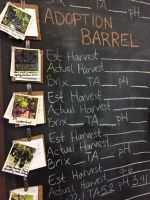 Wine grapevine samples and chalkboard with harvest data at 90 Plus Wine Club.