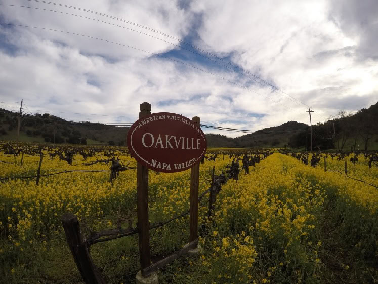 Vineyard in Napa Valley with a sign reading 'Oakville' amidst yellow mustard flowers.