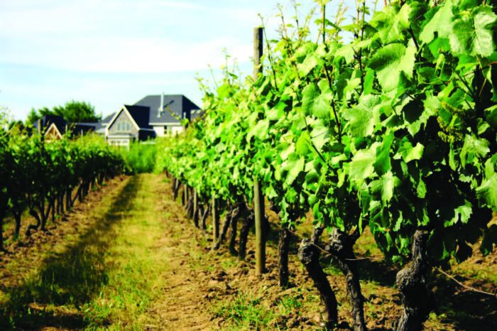 Lush vineyard rows with green grapevines under a blue sky, ideal for wine tasting and wine club events.
